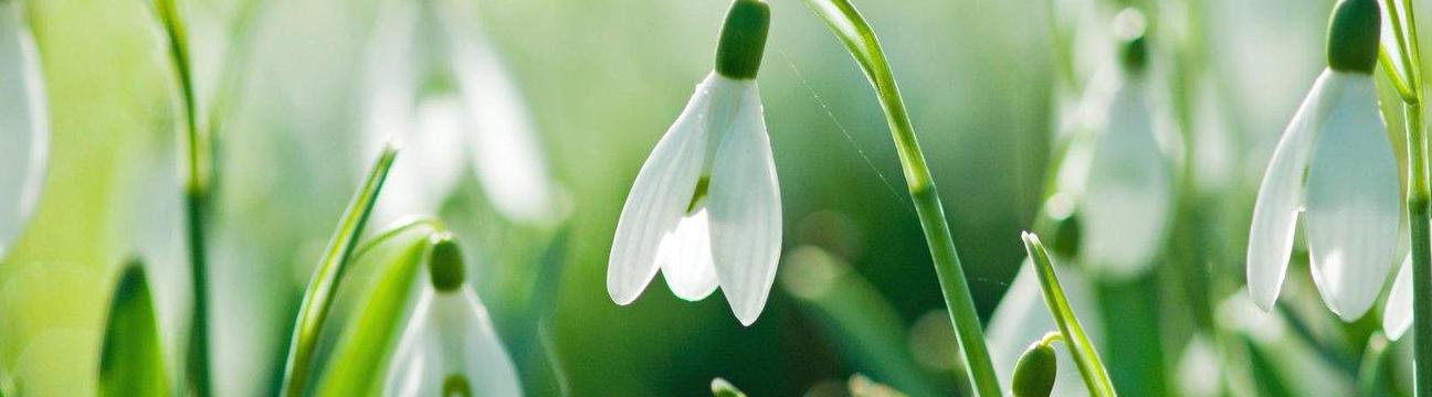 Сергей Василев